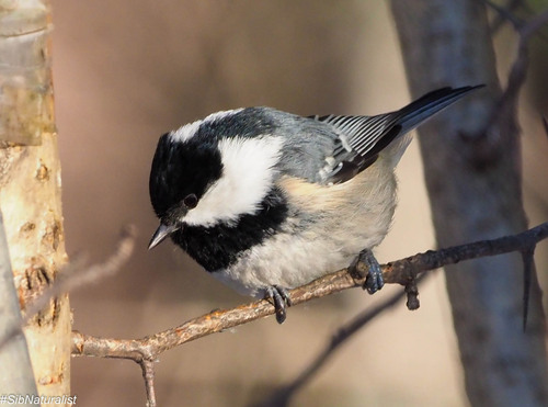 Image of Coal Tit