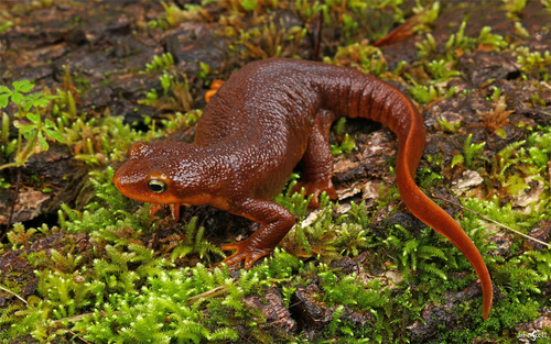 Image of California Newt