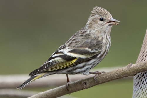 Image of Pine Siskin