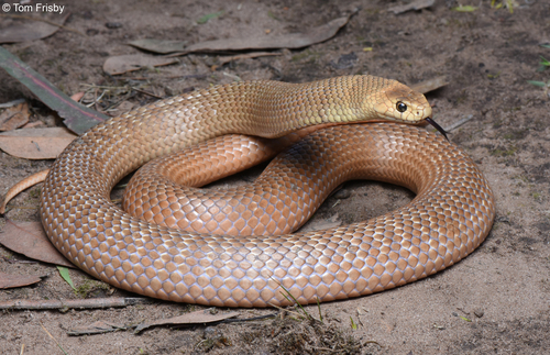 Image of Eastern Brown Snake