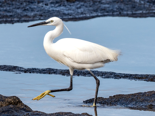 Image of Little Egret