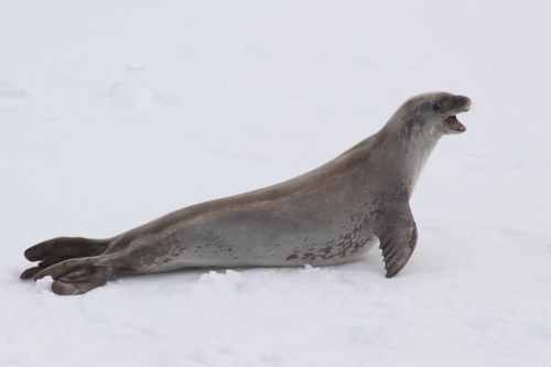 Image of Crabeater Seal