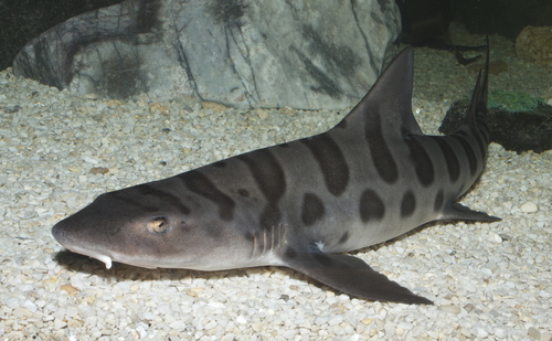 Image of Leopard Shark