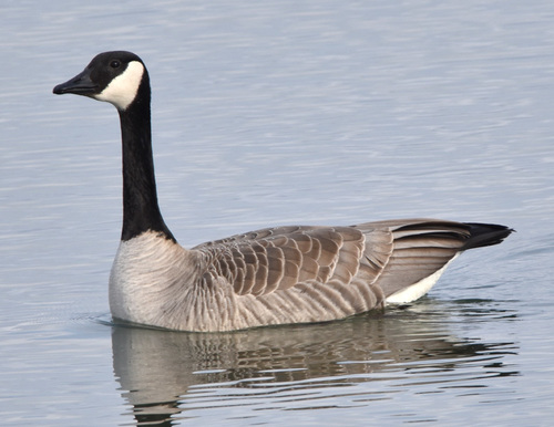 Image of Canada Goose