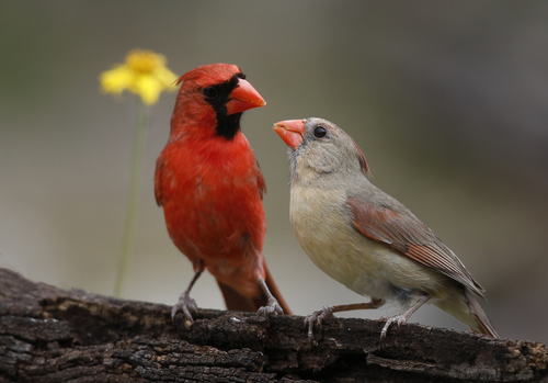 Image of Northern Cardinal