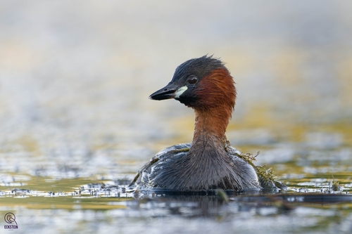 Image of Little Grebe