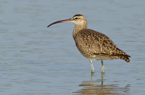 Image of Whimbrel