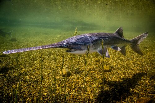 Image of American Paddlefish