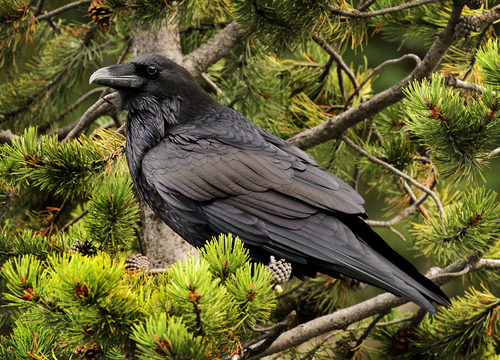 Image of Common Raven