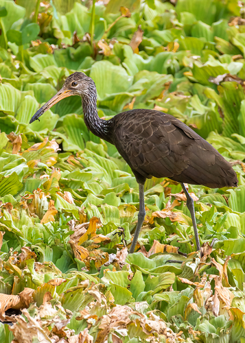 Image of Limpkin