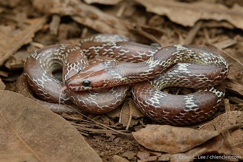 Image of Oriental Wolf Snake