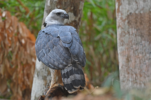 Image of Harpy Eagle