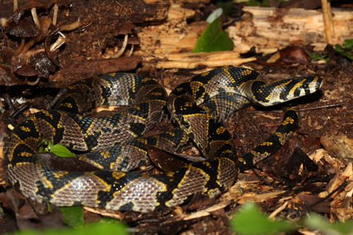 Image of Mandarin Rat Snake