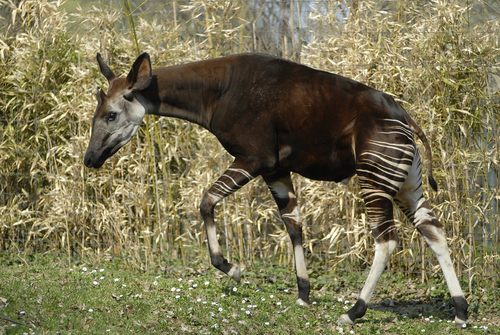 Image of Okapi