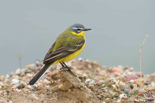 Image of Western Yellow Wagtail