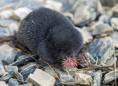 Image of Star-nosed Mole