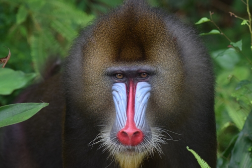 Image of Mandrill