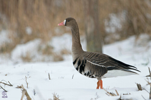 Image of Greater White-fronted Goose