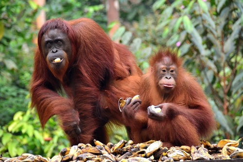 Image of Bornean orangutan