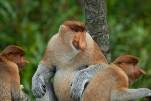 Image of Proboscis Monkey