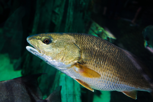 Image of Red Drum