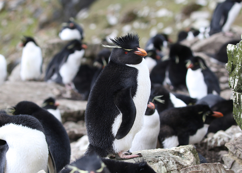 Image of Southern Rockhopper Penguin