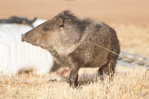 Image of Collared Peccary