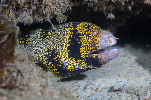 Image of Starry Puffer