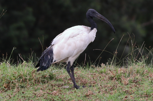 Image of African Sacred Ibis