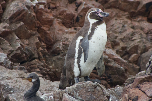 Image of Humboldt Penguin