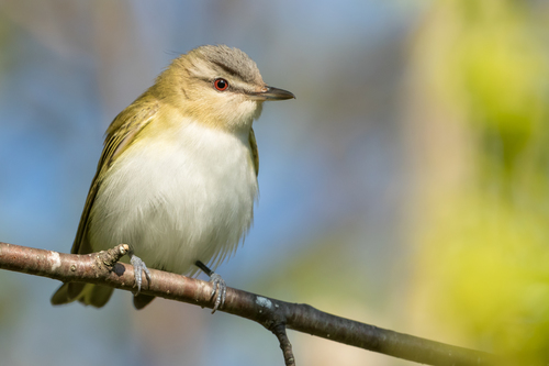 Image of Red-eyed Vireo