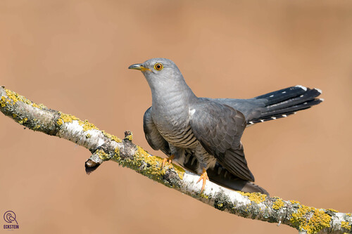 Image of Common Cuckoo