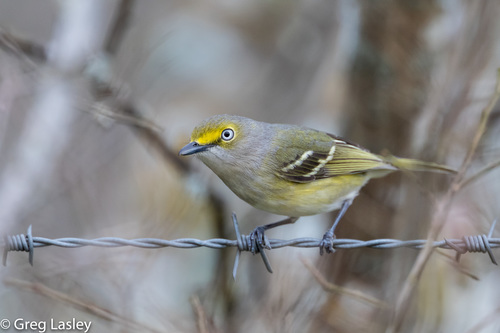 Image of White-eyed Vireo