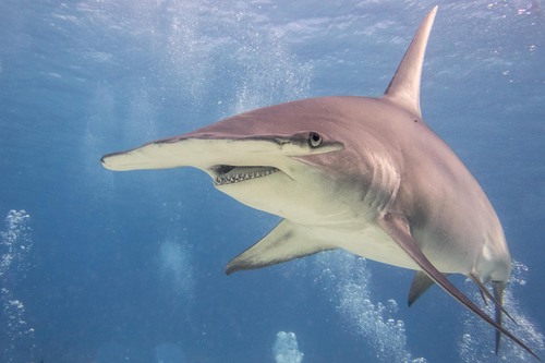 Image of Great Hammerhead