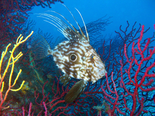 Image of John Dory