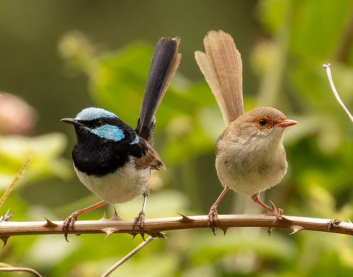 Image of Superb Fairywren