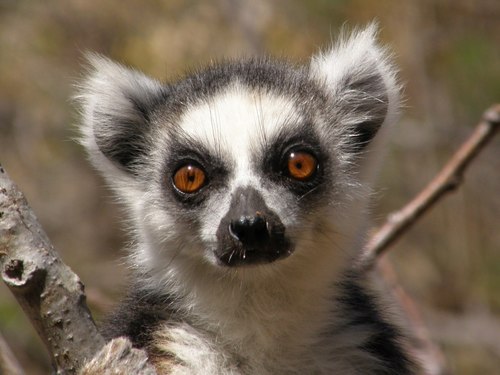 Image of Ring-tailed lemur