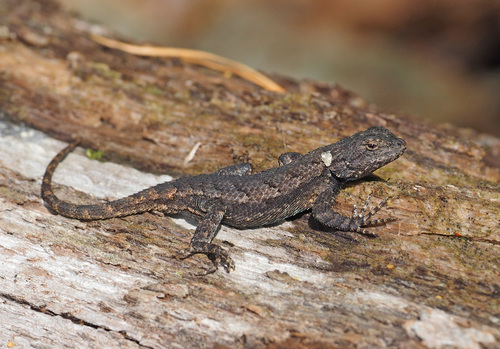 Image of Eastern Fence Lizard