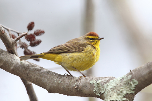 Image of Palm Warbler