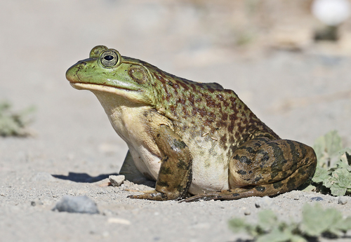 Image of American Bullfrog