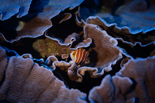 Image of Peppermint Angelfish