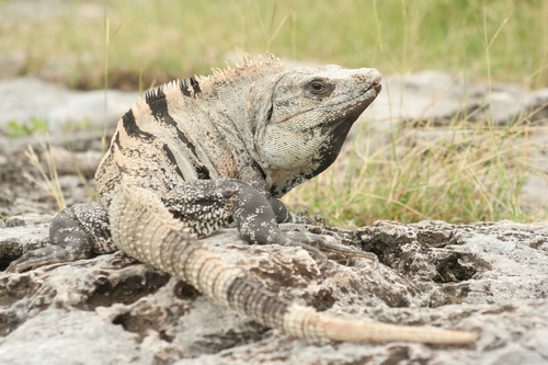 Image of Black Spiny-tailed Iguana