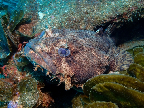 Image of Oyster Toadfish