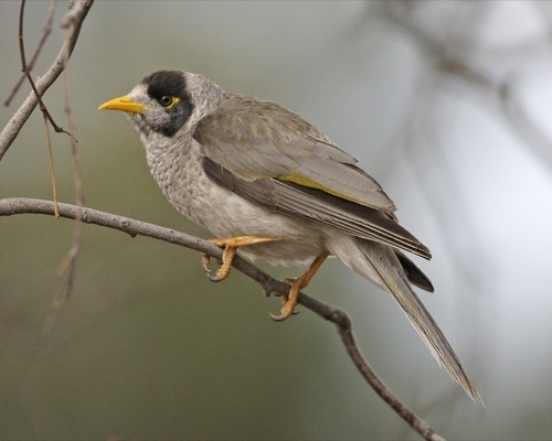 Image of Noisy Miner