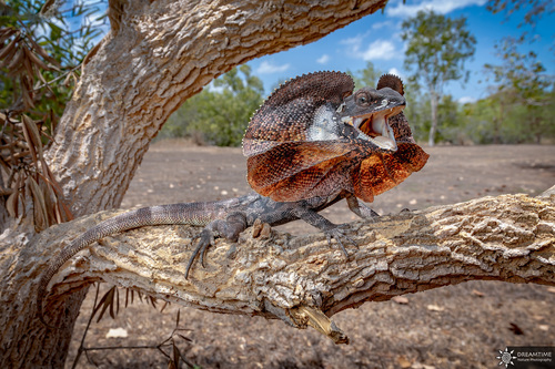 Image of Frilled Lizard