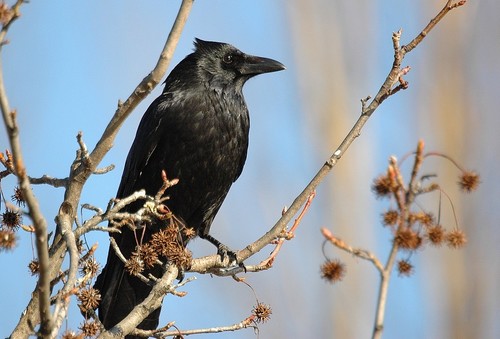 Image of Carrion Crow