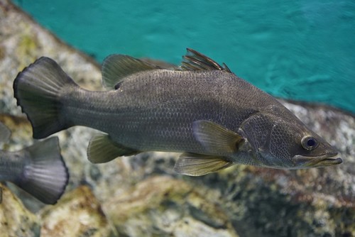 Image of Nile Perch