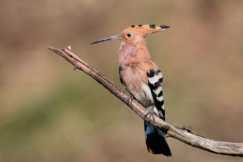 Image of Eurasian Hoopoe