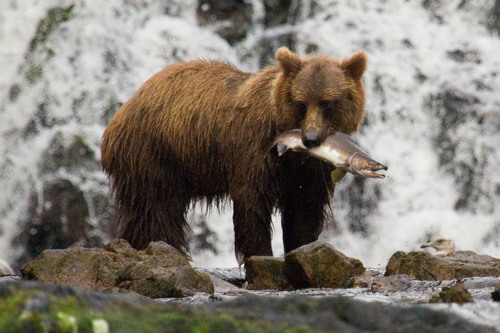 Image of Brown Bear