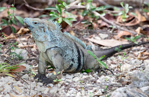 Image of Blue Iguana